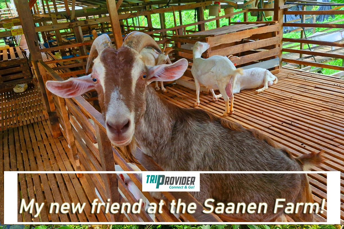 Triprovider - Penang Day Trip - Saanen Goat Farm