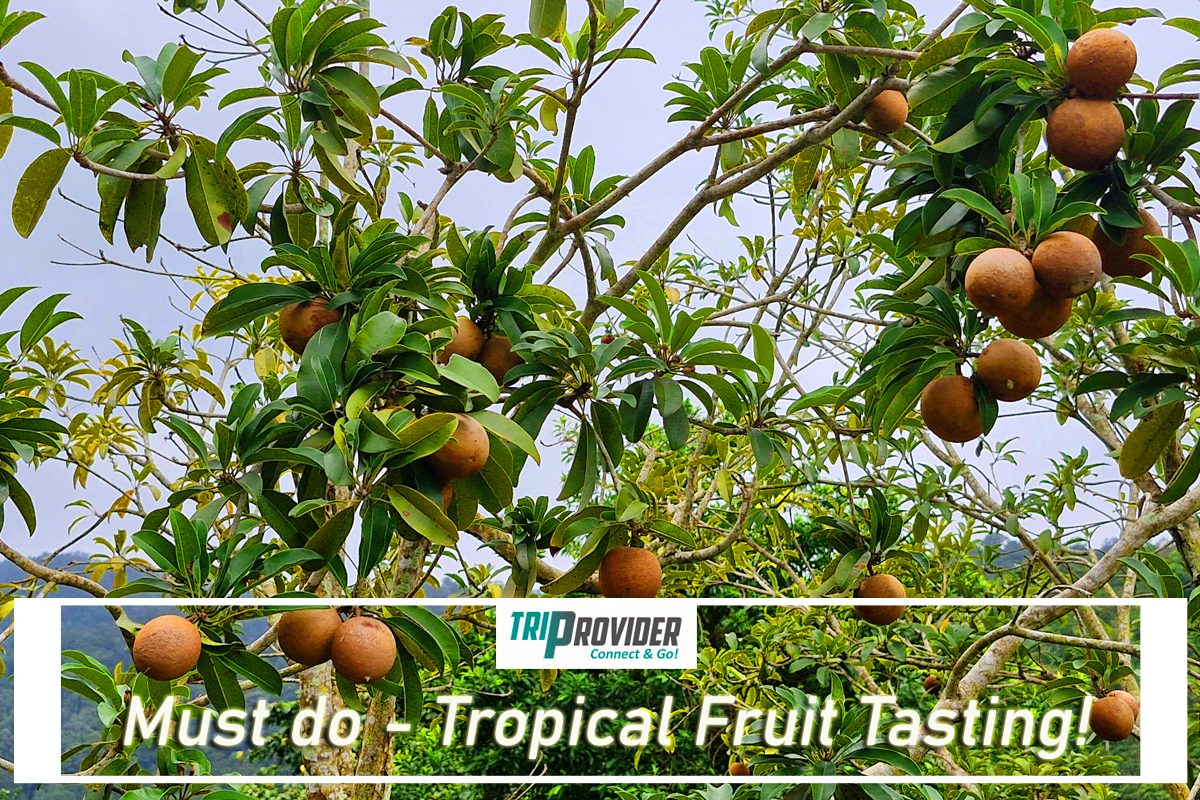 Triprovider - Penang Day Trip - Tropical Fruit Farm