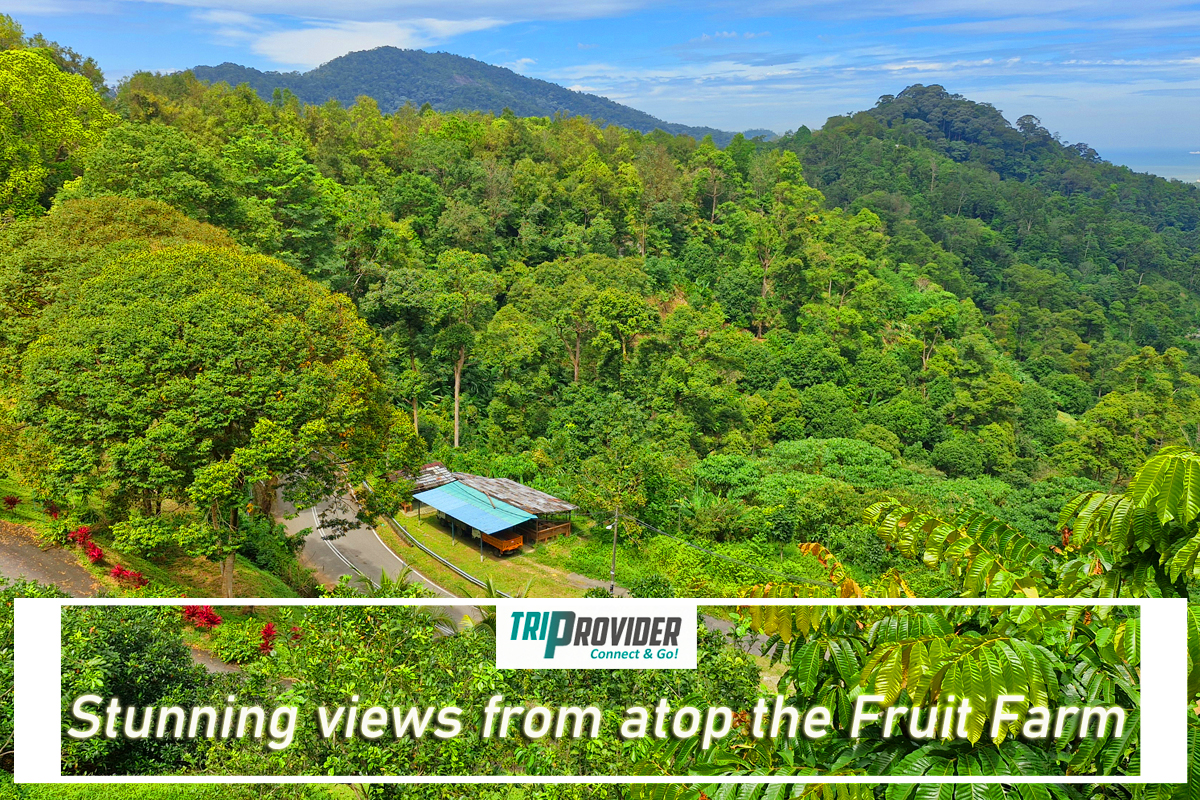 Triprovider - Penang Day Trip - Tropical Fruit Farm Views