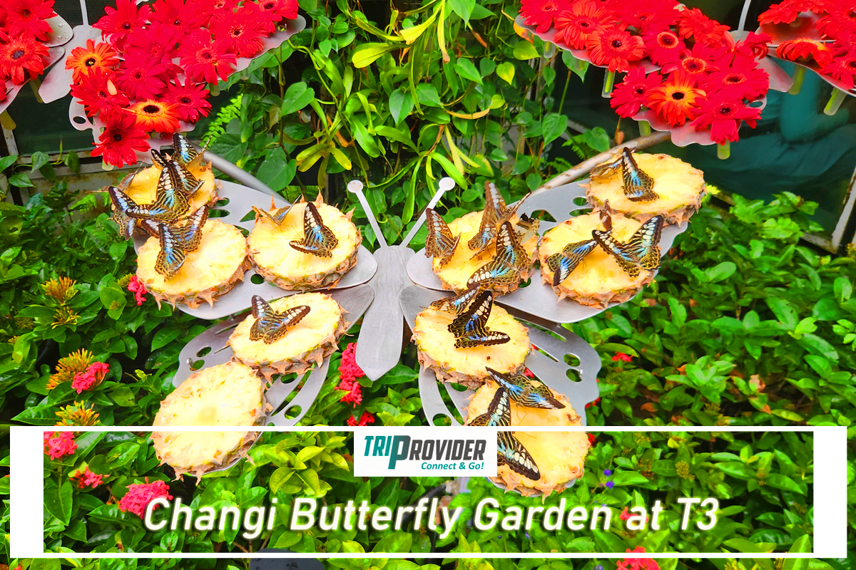 Triprovider - Visiting Jewel Singapore Butterfly Garden at T3